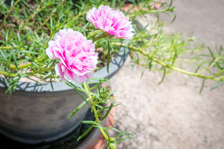 Verdolaga, Pigweed, Little Hogweed,pink flowers.の写真素材
