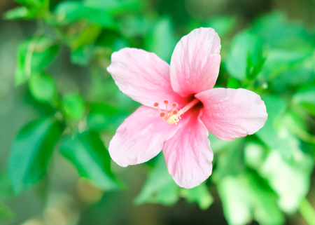 Pink hibiscusの写真素材