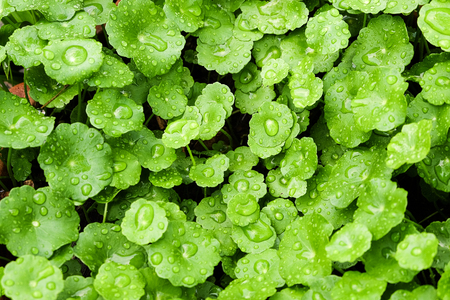 Gotu kola, Asiatic pennywort, Indian pennywort, green leaf background, Tiger Herbalの写真素材