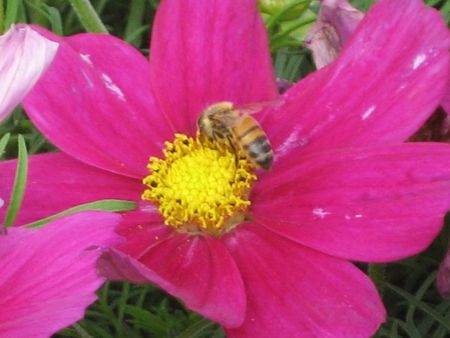 flower,beeの写真素材