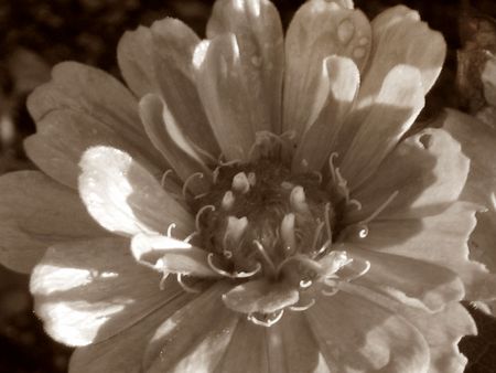 flowerの写真素材