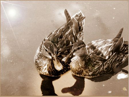 ducksの写真素材