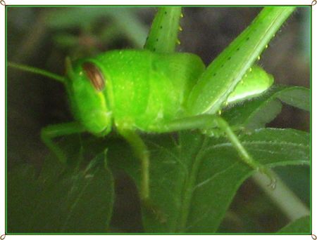 flowers, insectsの写真素材