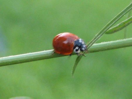 Ladybugの写真素材