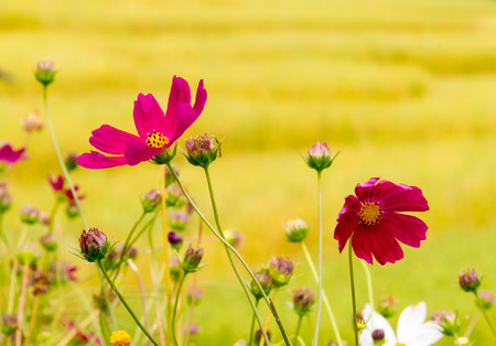 beautiful Flowersの写真素材