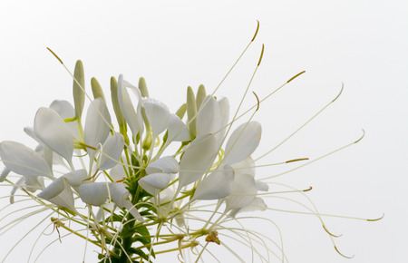 beautiful Flowersの写真素材