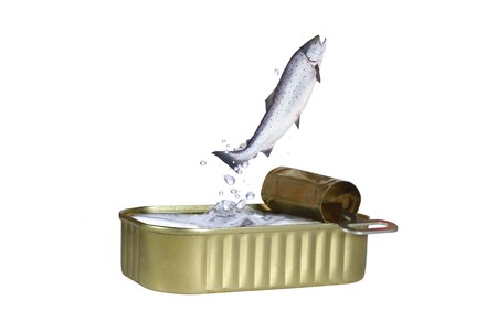 jumping out from downs on white background salmonの写真素材