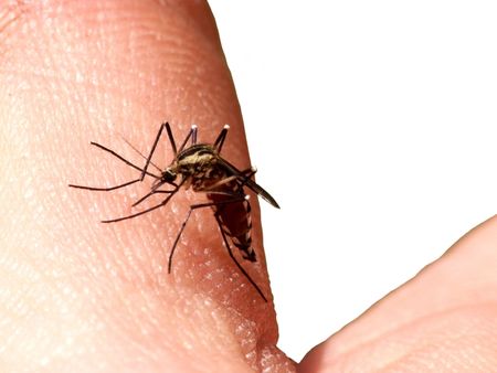sucking up from hand blood mosquitoの写真素材