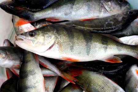 freshly caught perches in lakeの写真素材