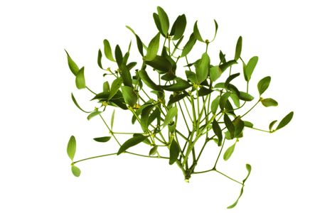 mistletoe on white backgroundの写真素材