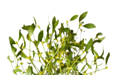 mistletoe on white backgroundの写真素材