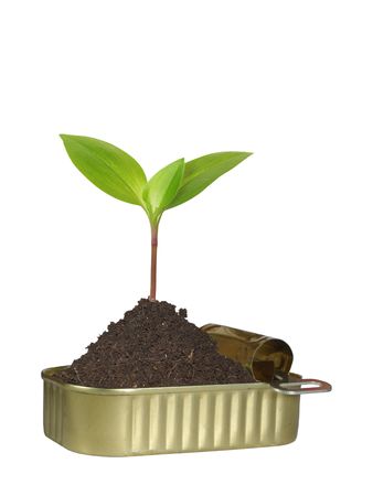 growing from metal tin plantの写真素材