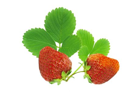 strawberry and leaf on white backgroundの写真素材