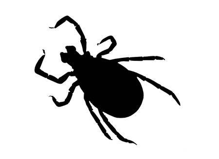 dangerous tick on white backgroundの写真素材