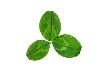 leaflets of clover on white backgroundの写真素材