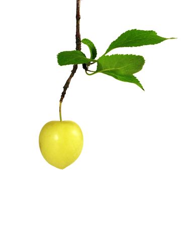 yellow plum on white backgroundの写真素材