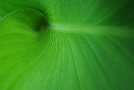 green rolled up plant's leafの写真素材