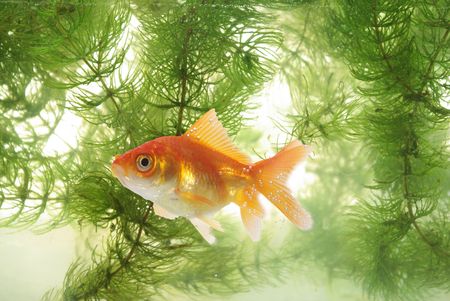  swimming between green plants fishの写真素材