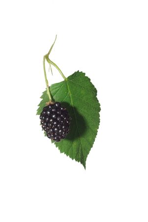 fruit of blackberry on background of leaf