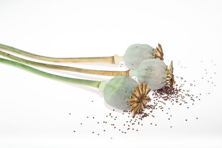 three poppy - heads on white backgroundの写真素材