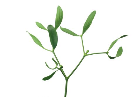 photo of mistletoe on white backgroundの写真素材
