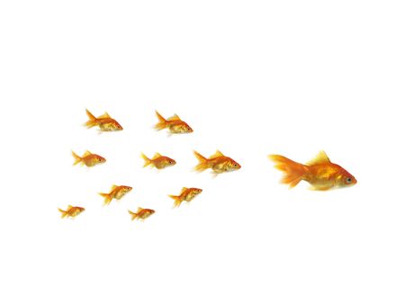 following shoal small gold fish for large on white backgroundの写真素材