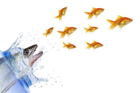 chasing the shoal of fish predator on white backgroundの写真素材