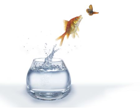 jumping out from water fish and hunting on butterflyの写真素材