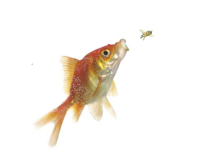 the hunting of gold fish on fly on white background