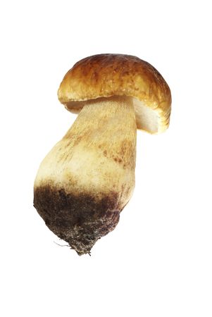 brown mushroom boletus on white backgroundの写真素材
