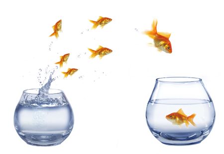 gold jump over to larger aquarium fishの写真素材
