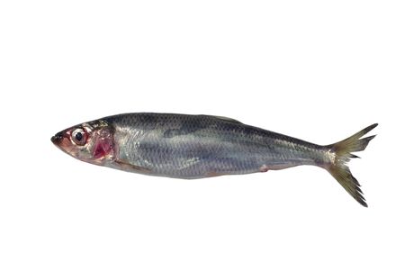 fresh herring on white backgroundの写真素材