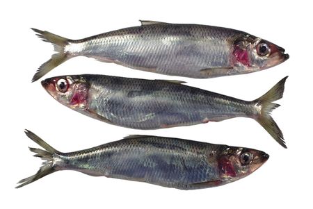 three fresh herrings on white backgroundの写真素材