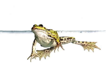 frog in water on white backgroundの写真素材