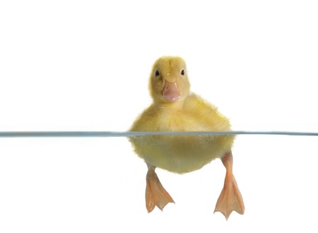 swimming nestling of duck on white backgroundの写真素材