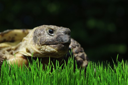 grassland tortoise from upraised headの写真素材