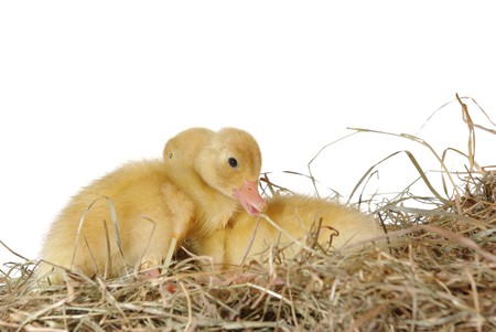 two nestlings in nest on white backgroundの写真素材