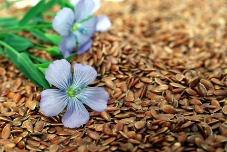 the plant of flax from blue flowers on seedsの写真素材