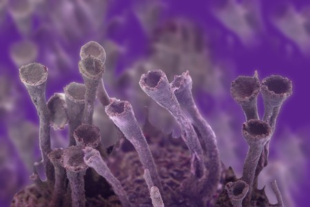 view of  fragment of virus under microscopeの写真素材