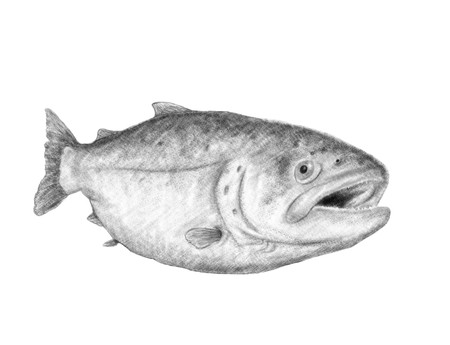 drawing of great salmon on white backgroundの写真素材