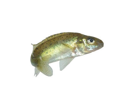 fish ruff on whita backgroundの写真素材