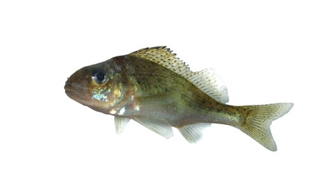 fish ruff on white backgroundの写真素材