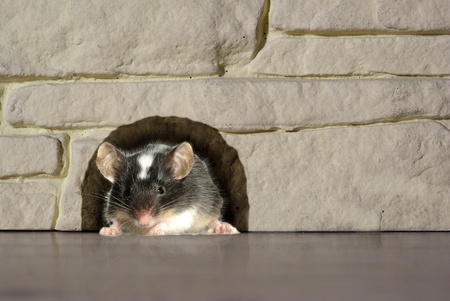 goes out from hole in house mouseの写真素材