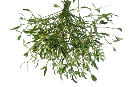 photo of mistletoe on white background の写真素材