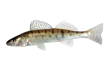 long zander on white backgroundの写真素材