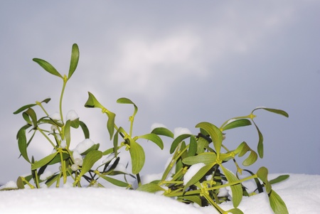 photo of mistletoe on white background の写真素材