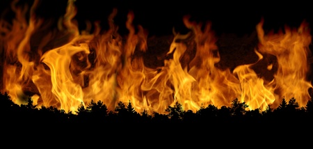 burning forest on fire background