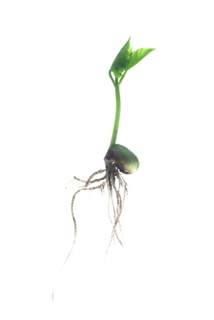 germinating bean on white backgroundの写真素材