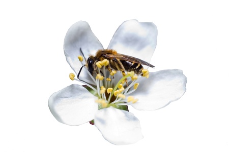 assembling on flower nectar bee on white backgroundの写真素材