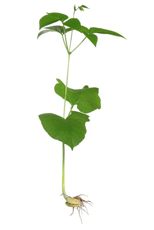 germinating bean on white backgroundの写真素材